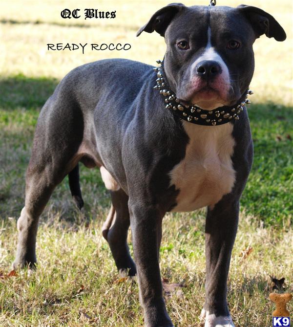 Stud Dogs - American Pit Bull